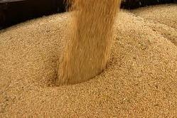 Soybean Meal For Poultry