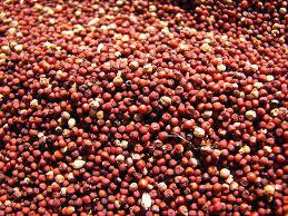 Red Millet Seeds