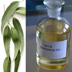 Premium Eucalyptus Citriodora Oil