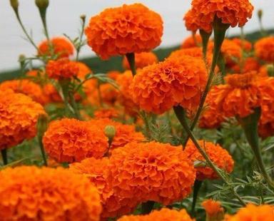 Tagetes Erecta (Lutein/Marigold)