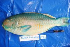 Parrot Fish