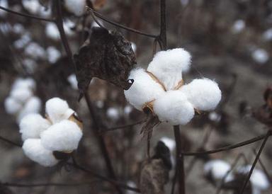 Cotton Seeds