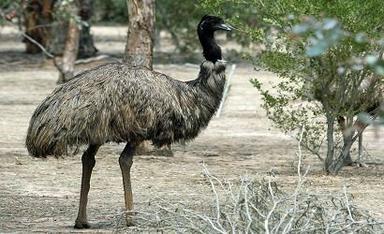 Emu Bird