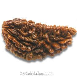 One Mukhi Rudraksha