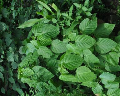 Clerodendrum Plant