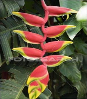 Heliconia Flower Bouquet