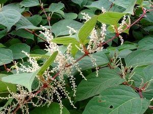 Giant Knotweed Extract