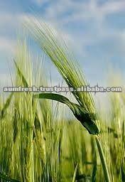Organic Barley 