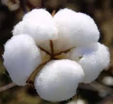 White Cotton Hardness: 95%