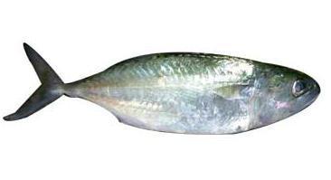 भारतीय मैकेरल मछली