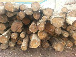 High Strength Teak Wood Logs