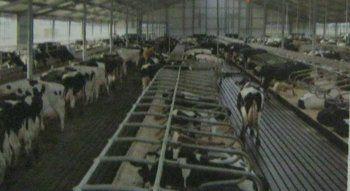 Wear Resistant Cubicles And Dairy Design