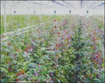 Floriculture Shade Nets