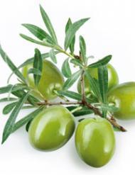 Olive Leaf Extract (Oleoropein 20%,40%)