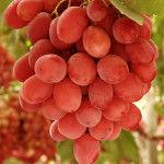 Grapes Calieornia Red