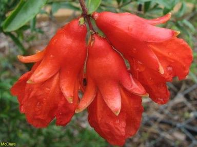 Dry Pomegranate Flower