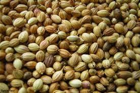 Coriander Seed Oil