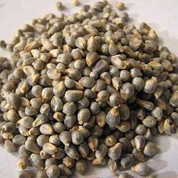 Pearl Millet Seed