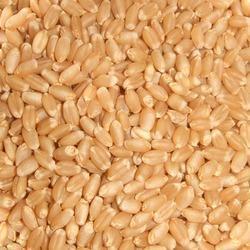 Sorted Wheat
