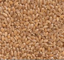 Indian Milling Wheat