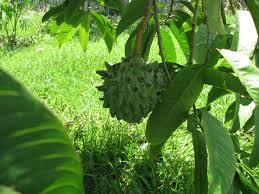 Custard Apple Plant