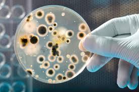 Microbiological Testing Service