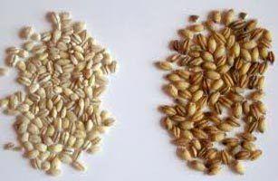 Barley Seed