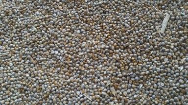 Green Millet