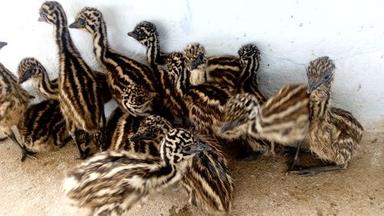 Emu Chicks