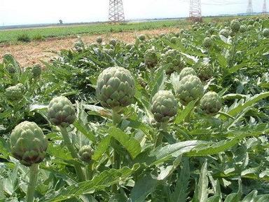 Artichokes