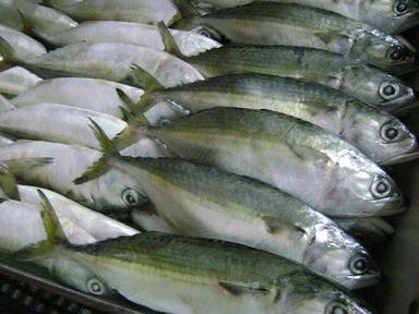 Frozen and Chilled Indian mackerel Fish