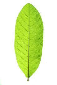 Guava Leaf Extract Powder
