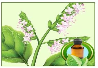 Patchouli Oil