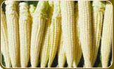 Baby Corn