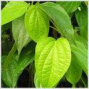 Betel Leaf Oil