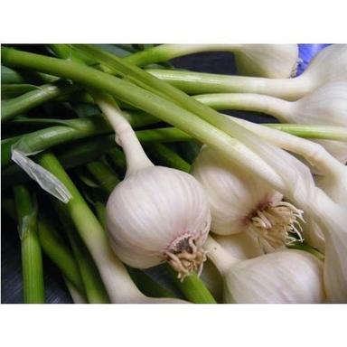 Garlic(green)