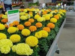 Marigold Flower Plant