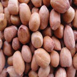 Groundnut