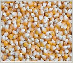 Maize (White & Yellow)