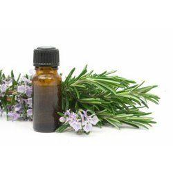 Eucalyptus Oil