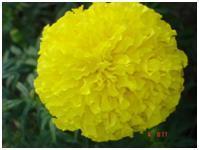 Marigold Aspire Yellow Plant