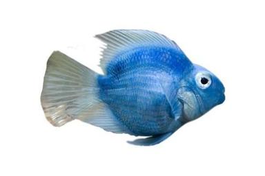 Blue Parrot Cichlids Fish