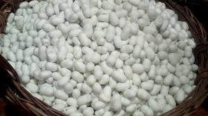 Silk Worm Cocoons