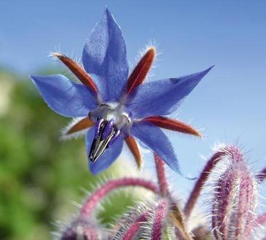 Borage Oil