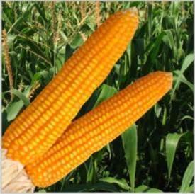 Premium Quality Sangrila Hybrid Corn Seed