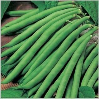 Top Quality Frenchbean Seed