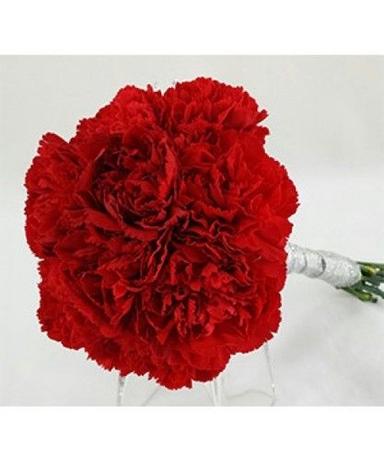 Fresh-Cut Red Carnations Flowers