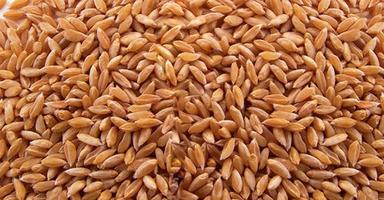Premium Quality Cross Wheat