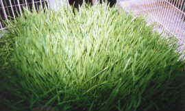 Wheat Grass 