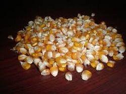 White Maize Round Popcorn Seeds
